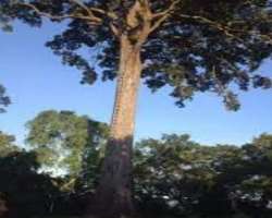 Besides that town is home to several lakes, One tree hill where you can see a huge 250-year old tree and many other beautiful sites Besides that town is home to several lakes, One tree hill where you can see a huge 250-year old tree and many other beautiful sites.